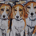 3 amigo beagles