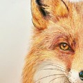 The Fox