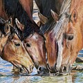 Thirsty quartet